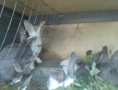 Продам заяца в Кемерове, крольчат, Венский голубой, бабочка, 1, 5, 2, 5 месяца Цена