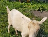 Продам в Новосибирске, Коза дойная, Продаётся две козы, По 4 года, Два окота, Одна доится