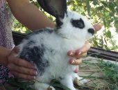 Продам заяца в Бахчисарае, кроликов с, Табачное- самцы калифорнийской породы возраст 5