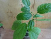 Продам комнатное растение в Тольятти, Клеродендрум Томпсона, Укорененные отростки