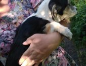 Продам собаку в Донское, Милой и застенчивой Асеньке 3 месяца, родилась 8 апреля