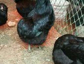 Продам яица в Таганроге, Араукан - порода кур несущая голубые, не прихотливы в уходе