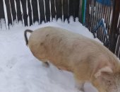 Продам свинью в Ульяновске, породистого хряка крупнобелая ландрас, возраст 1, 5года, Вес
