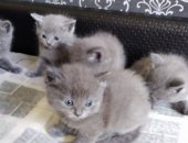Продам британская, самец в Кемерове, Алиментный котенок! Ласковый, озорной кроха,