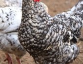 Продам с/х птицу в Тюмени, подрощенных цыплят мясо яичных пород, Брама светлая, Палевая и