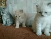 Продам шотландская, самец в Барнауле, котят, Родились 16, 06, Серенькая девочка, рыжий и