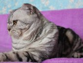 Продам шотландская, самец в Новосибирске, Скоттиш фолд вязка, Вислоухий кот на вязку