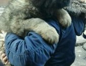 Продам собаку в Казани, Щенок тибетского мастифа, Очень крупный, 2 месяца, Готов к