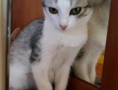 Продам кошку, самец в Новосибирске, Самым, самым лучшим, самым замечательным хозяевам