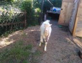 Продам в Ростове-на-Дону, Ламанча это особая молочная порода короткоухих коз дающих