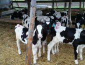 Продам корову в Аксае, Регулярно в наличии идеальные бычки из самых передовых и развитых