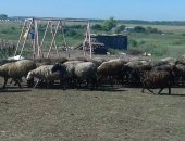 Продам барана в Набережных Челнах, Овцы Ярки, В продаже имеются Овцы и Ярки разных пород