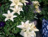Продам комнатное растение в Кемерове, Лилии с луковицами, лилии от 150 р