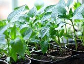 Продам комнатное растение в Краснодаре, Фитосветильник исполнен на полноспектральных 360
