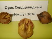 Продам семена в Москве, Саженцы в горшках, ЗКС, однолетки, высота 40-50см, Можно сажать