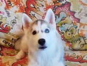 Продам собаку сибирская хаски, самка в Хабаровске, Щенки породы Сибирский, Разноглазый