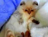 Продам шотландская, самка в Ростове-на-Дону, Белая, голубоглазая тигруля, Продаётся кошка