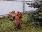 Продам яица в Нижнем Новгороде, цыплят брама палевая, кохинхин - мес- 300 руб Брама и
