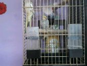 Продам птицу в Дмитрове, Попугаи корелла, Продаётся пара попугаев корелла с клеткой