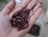 Продам приманку в Камышине, Этот вид червя идеален для рыбалки, Мелкая рыба его не может