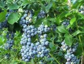 Продам комнатное растение в Воронеже, Голубика - из семейства вересковых, ближайший