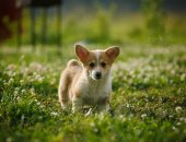 Продам собаку, самка в Ярославле, Предлагаются к продаже щенки вельш корги пемброк