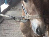 Продам лошадь в Ульяновске, Пони мерины, Фаэтон на пони все вопросы по телефону, цена