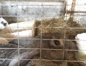 Продам заяца в Нальчике, Кролики, Милые создания