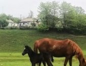 Продам лошадь в Черкесске, кобылу Англо-Буденовской породы черная с месячным жеребенком