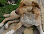 Продам собаку, самец в Новороссийске, Мне 1, 5 года я живу на улице, где вижу много