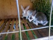 Продам заяца в Екатеринбурге, тся крольчата, Крольчата, 2 месяца