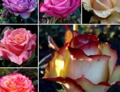 Продам комнатное растение в Ростове-на-Дону, Чайно-гибридные розы, спрей, миниатюрные