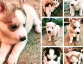 Продам собаку сибирская хаски в Красноярске, Предлагаются к резервированию замечательные
