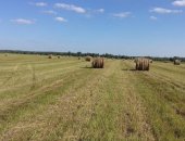 Продам корм для грызунов в Рославле, сено урожай 2018 года по 500 кг, в рулоне,