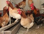 Продам яица в Можайске, Яйцо, цыплята, молодки кур пород:Маран черно медный, пшеничный
