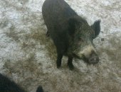 Продам свинью в Йошкаре-Оле, Поросята вьетнамских вислобрюхих, поросят возраст от 1