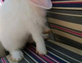 Продам корм для грызунов в Туле, Предлагается к продаже декоративный крольчонок породы