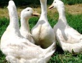 Продам с/х птицу в Астрахани, тся: 1, Индюшата породы Белая широкогрудая