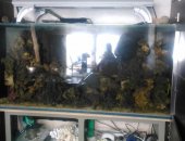 Продам в Новосибирске, Аквариум морской 500 литров с полной системой очистки 1, аквариум