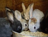 Продам заяца в Клинцы, крольчат крупных пород 2х выводков, мама фландр-папа шиншилла