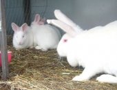 Продам заяца в Обнинске, Кролики разных пород на племя, В настоящее время молодняк 2 -