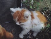 Продам кошку, самец в Москве, МОСКВА и МО Ищу дом для пятерых бездомных котят Четыре