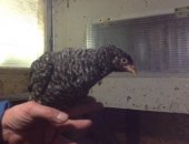 Продам птицу в Рязани, Молодки породы чешский доминант от 4 до 6 месяцев Также продаётся