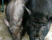 Продам свинью в Новосибирске, Вьетнамские поросята, Здоровые поросята от крупных