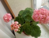 Продам комнатное растение в Иванове, редкие сорта пеларгоний: шаровидные карлики