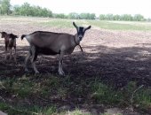 Продам козу в Омске, Коза дойная 100 альпийка, после первого окота дает 3 л, цена 35