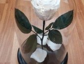 Продам комнатное растение в Воронеже, Роза в колбе - диаметр колбы 16 см, высота 26
