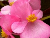 Продам комнатное растение в Туймазы, укорененные черенки обильно цветущей бегонии