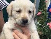 Продам собаку лабрадор в Иванове, Готовятся к переезду в новый дом замечательные