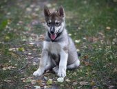 Продам собаку сибирская хаски, самка в Тамбове, Метисы сибирской, Щенки родились 26 мая